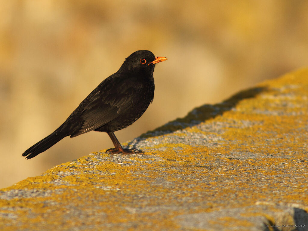 Merle noir, identification