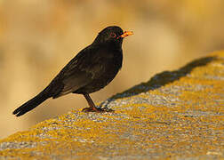 Common Blackbird