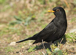 Common Blackbird