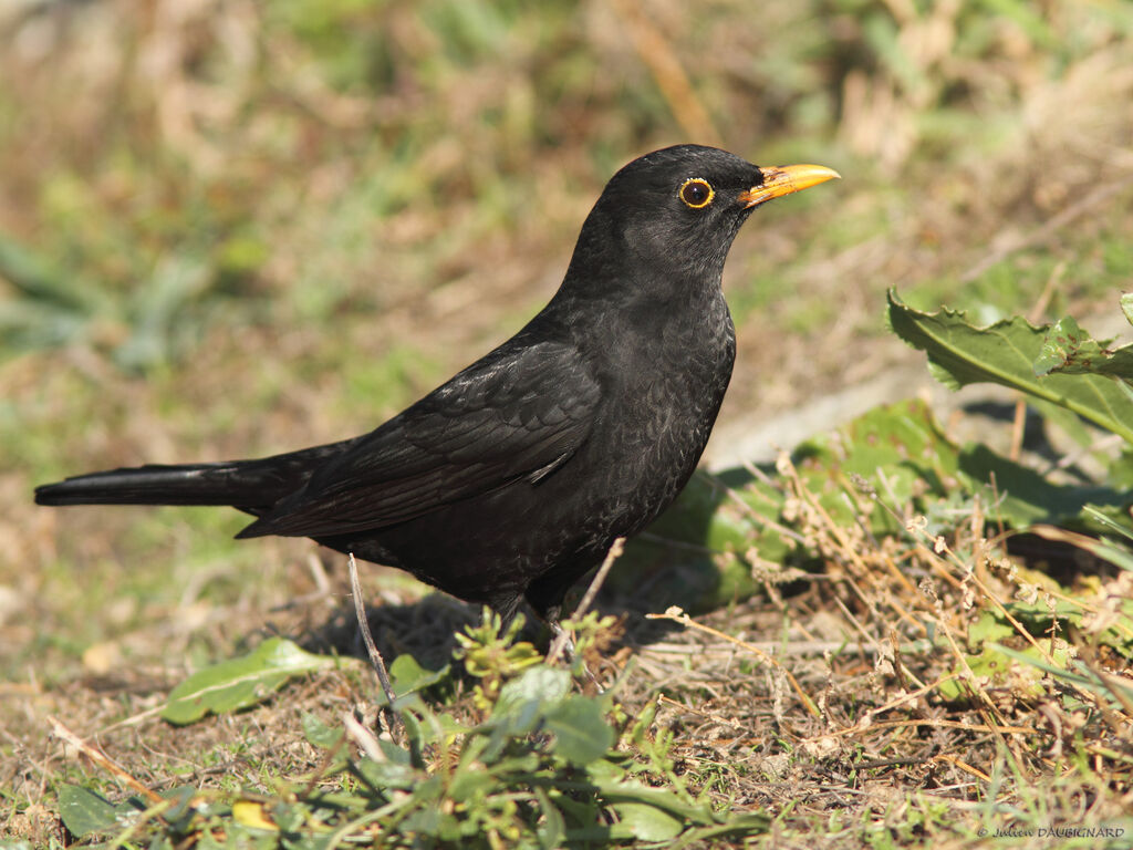 Common Blackbird, identification