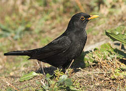 Common Blackbird