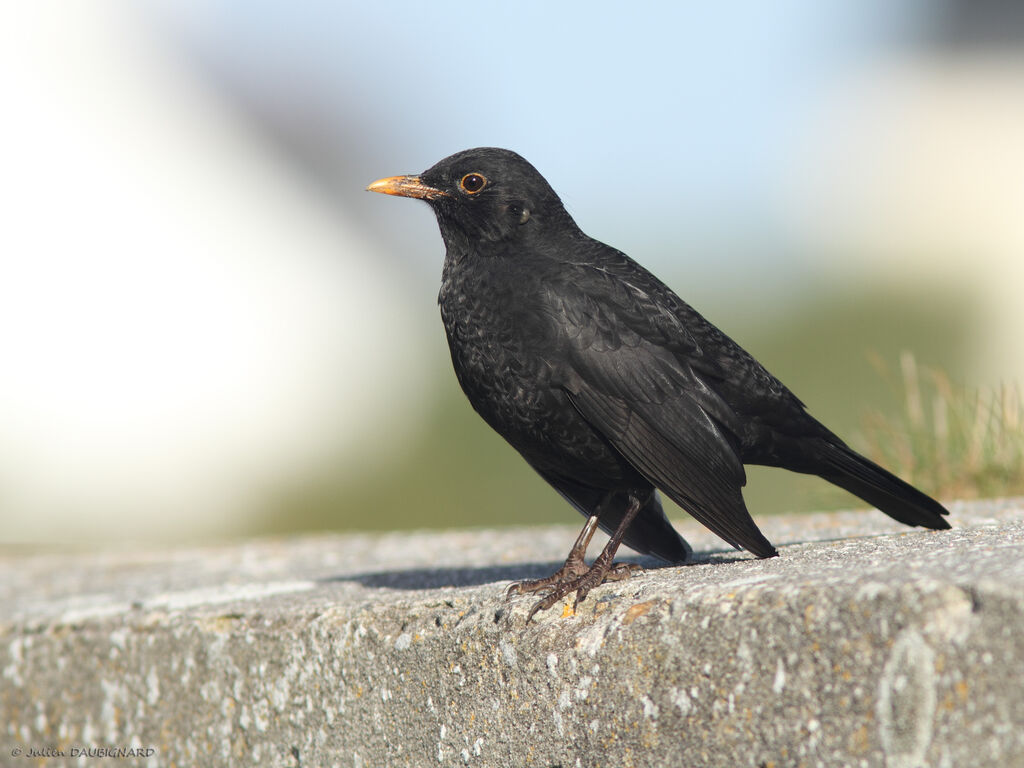 Common Blackbird, identification