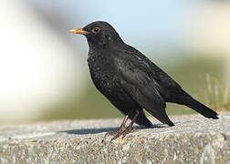 Common Blackbird