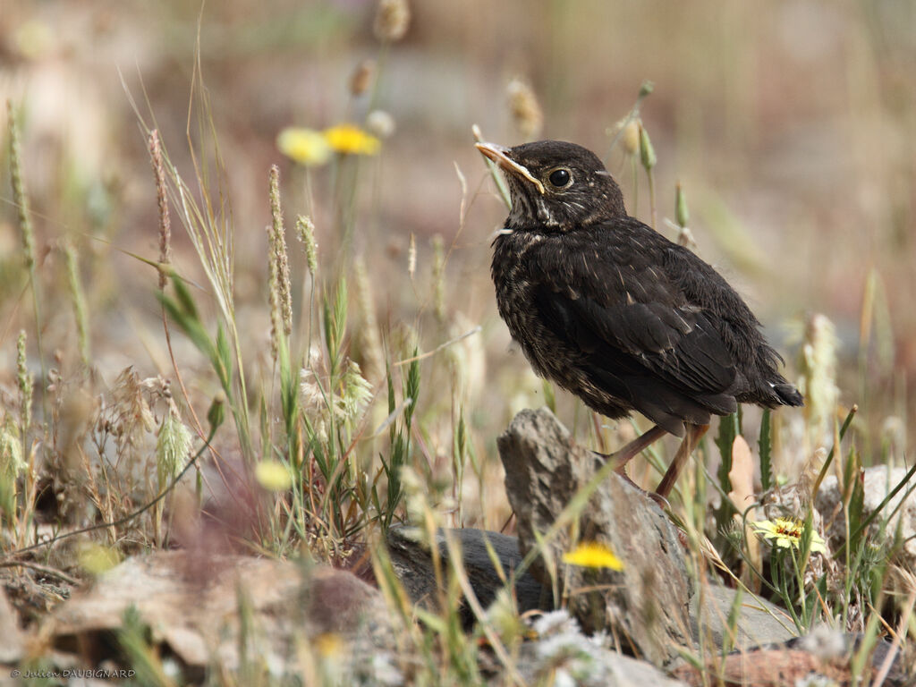 Common Blackbirdjuvenile, identification