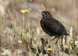 Common Blackbird