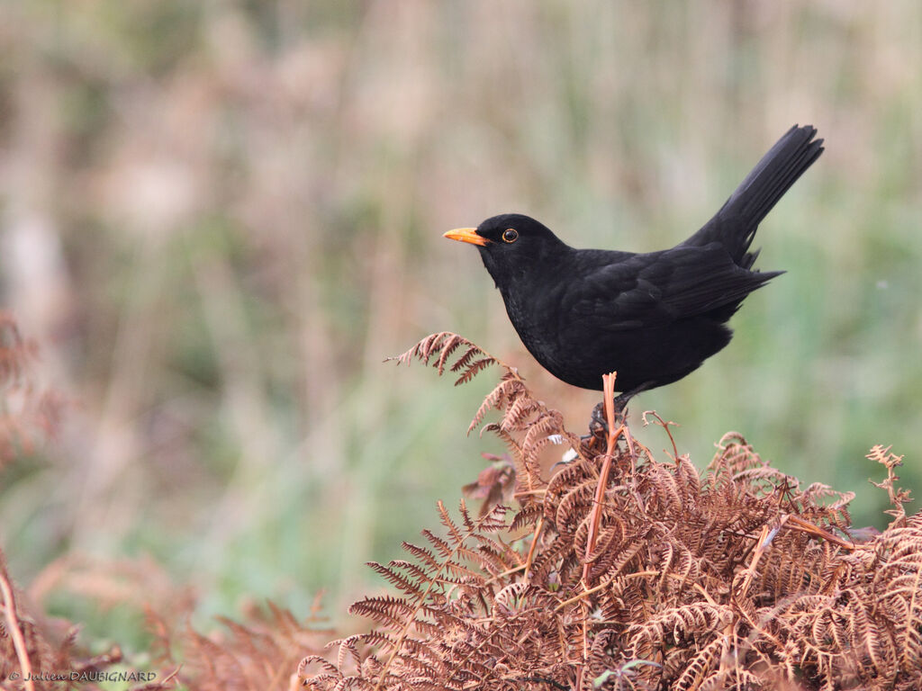 Common Blackbird male adult, identification