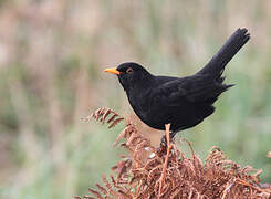 Common Blackbird