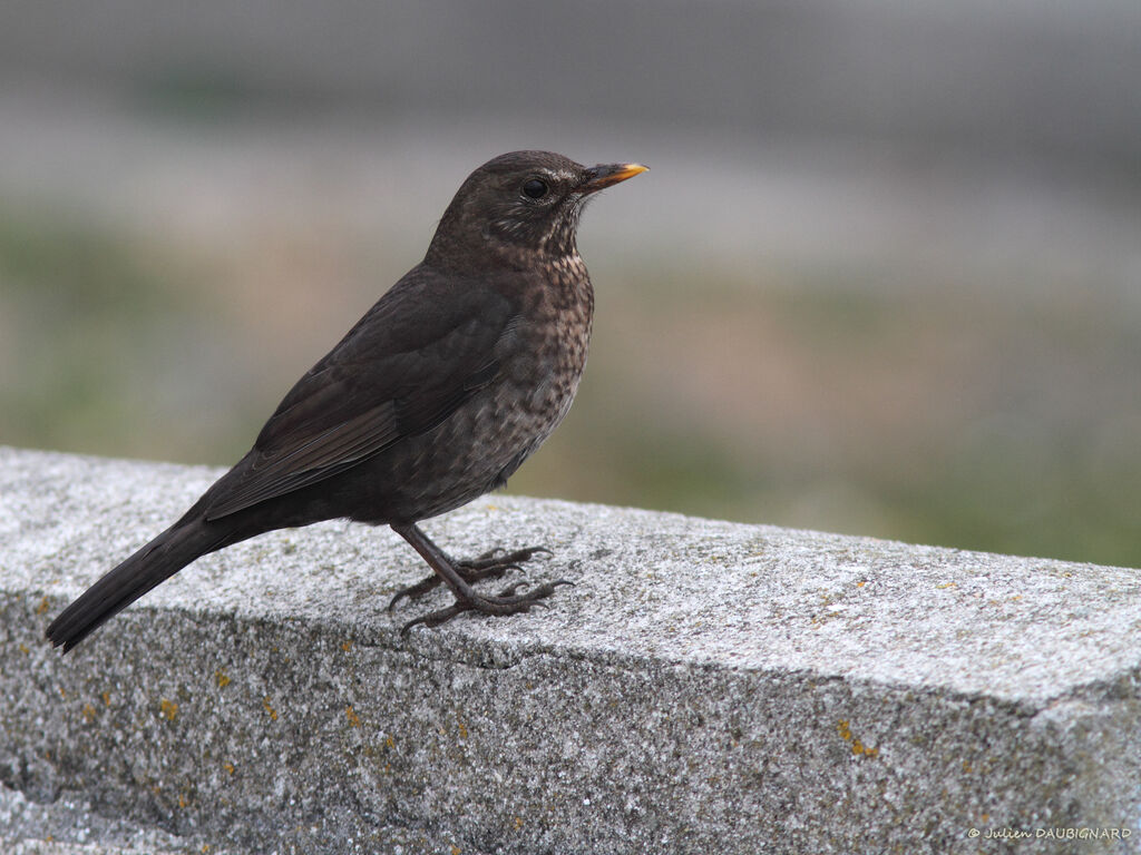 Common Blackbird female, identification