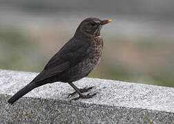 Common Blackbird