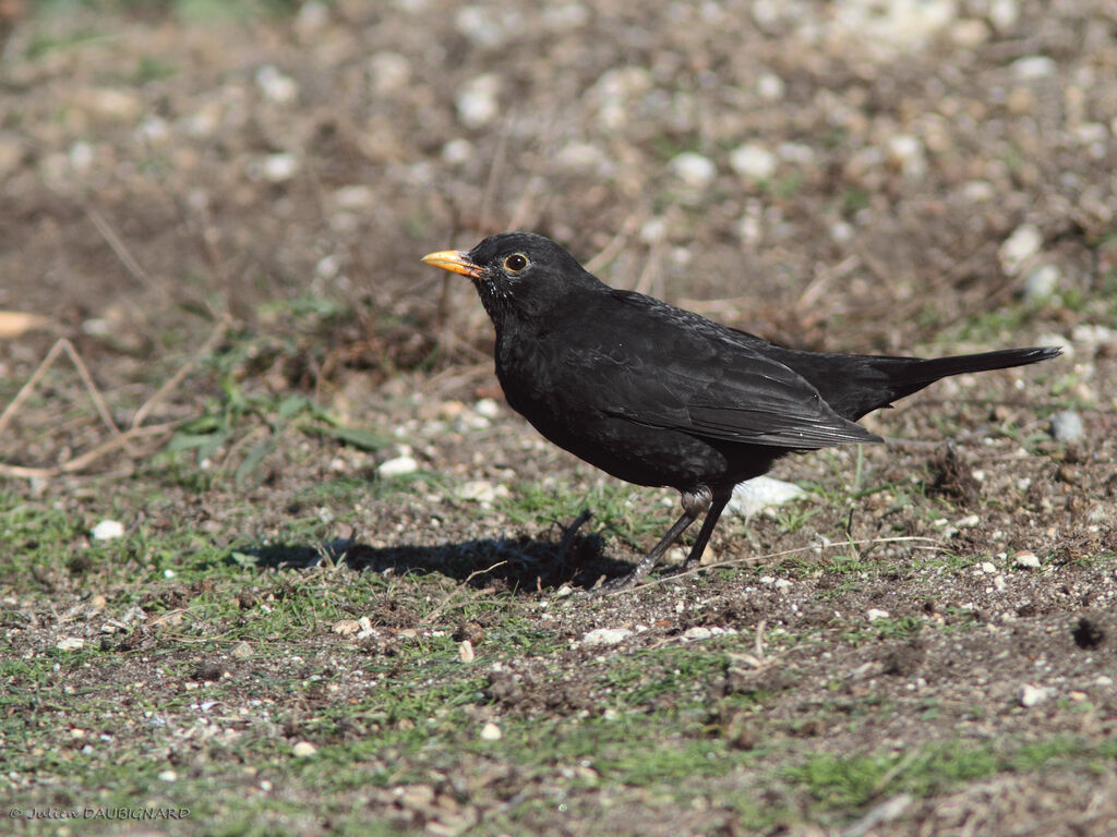 Merle noir mâle, identification