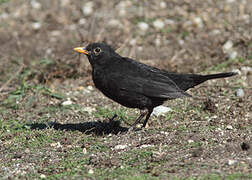 Common Blackbird