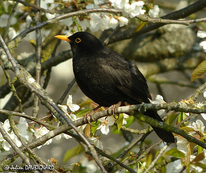 Common Blackbird male