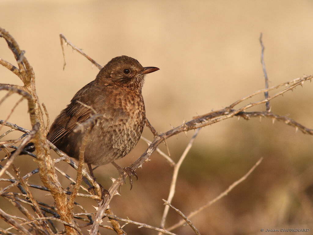 Common Blackbird female, identification