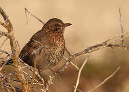 Common Blackbird