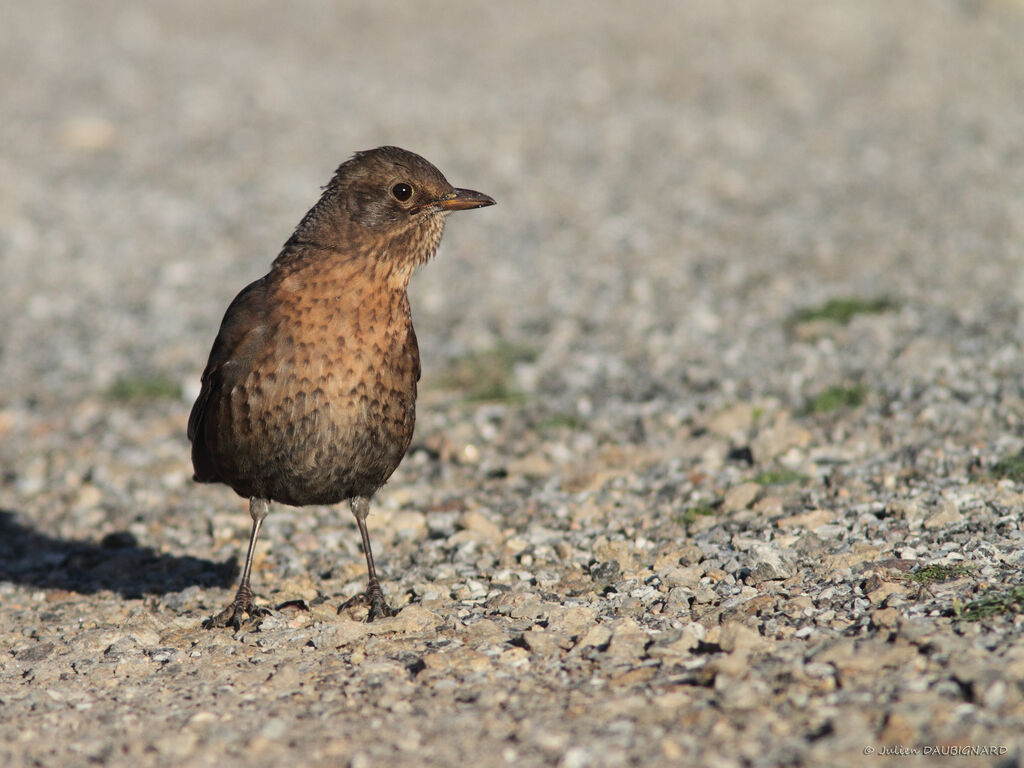 Common Blackbird female, identification