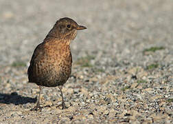 Common Blackbird