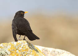 Common Blackbird