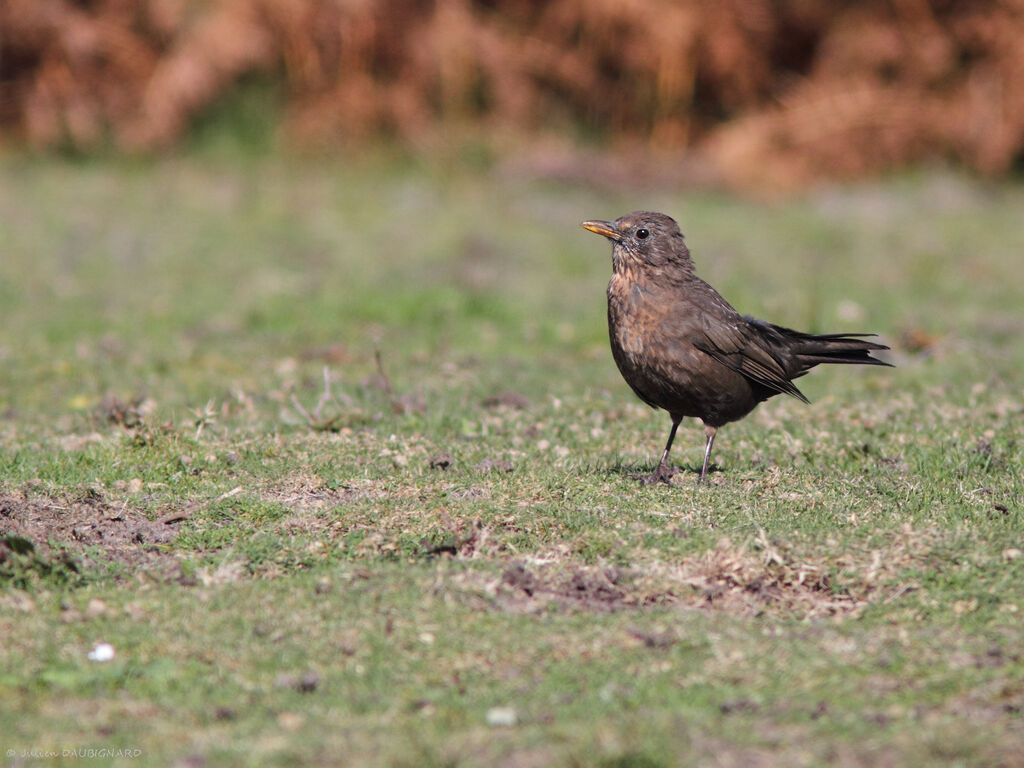 Merle noir, identification