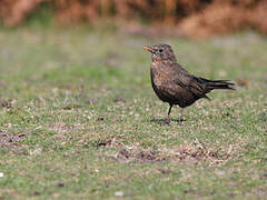 Common Blackbird