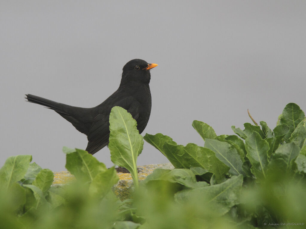 Merle noir mâle, identification