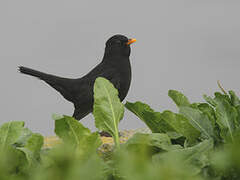 Common Blackbird