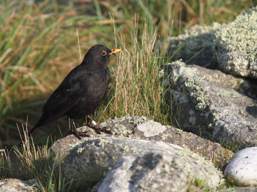 Common Blackbird male, identification