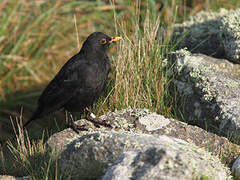 Common Blackbird