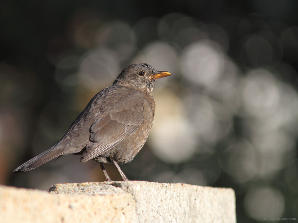 Common Blackbird female, identification