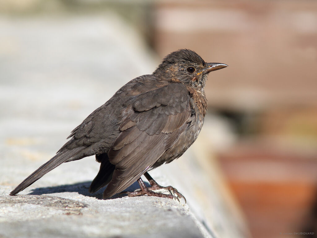 Common Blackbird female, identification