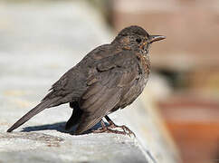 Common Blackbird