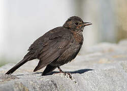 Common Blackbird