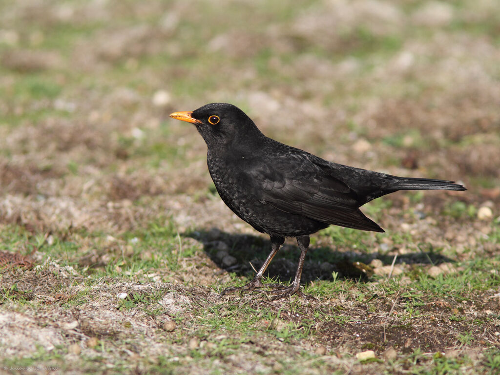 Merle noir mâle, identification