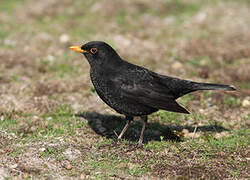 Common Blackbird