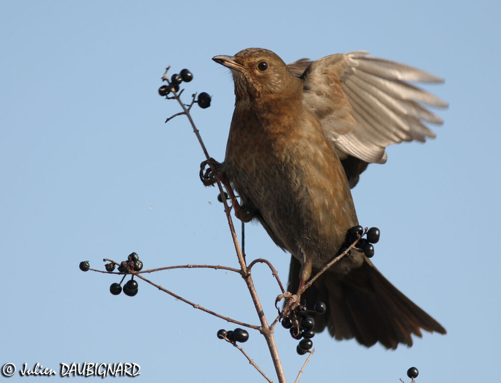 Common Blackbird female, identification