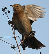 Common Blackbird