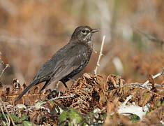 Common Blackbird