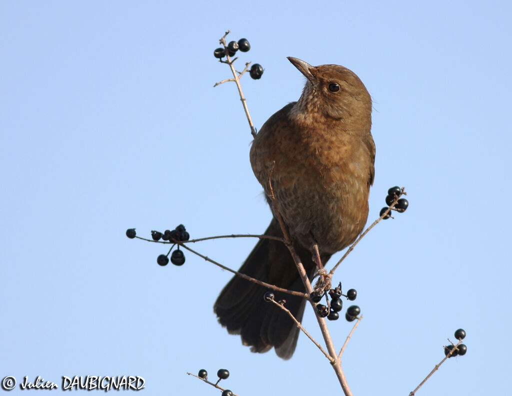 Common Blackbird female, identification