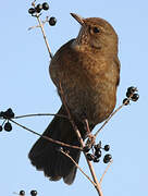 Common Blackbird