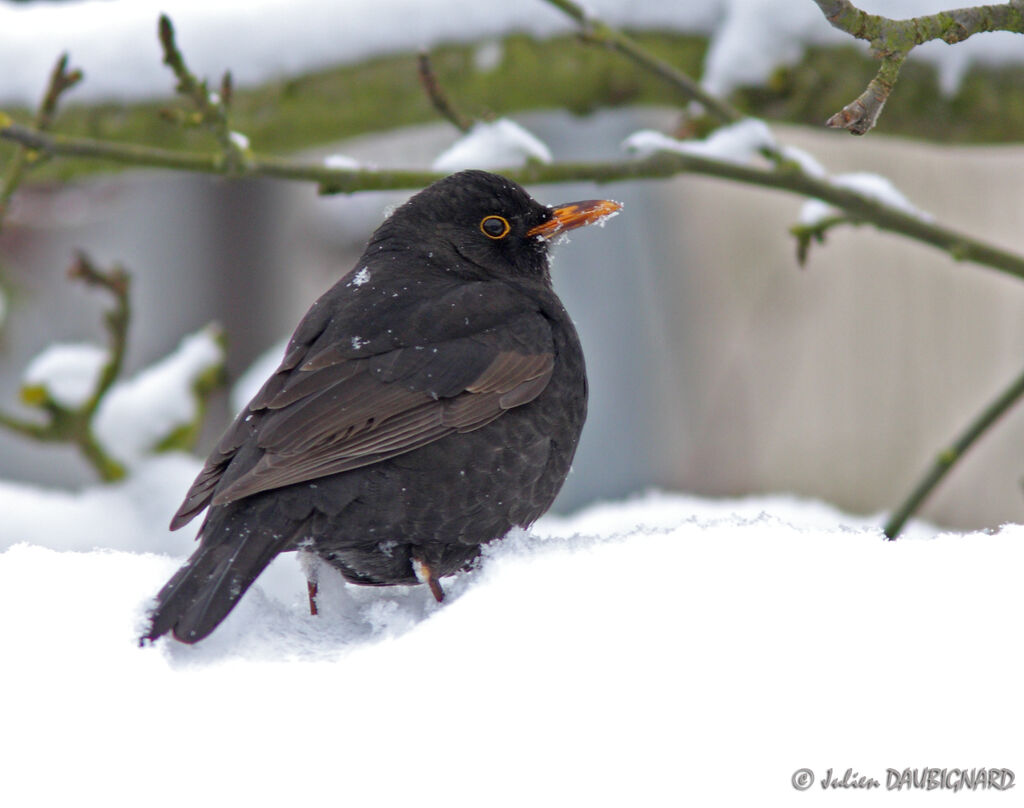 Common Blackbird male, identification