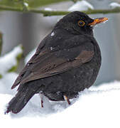 Common Blackbird