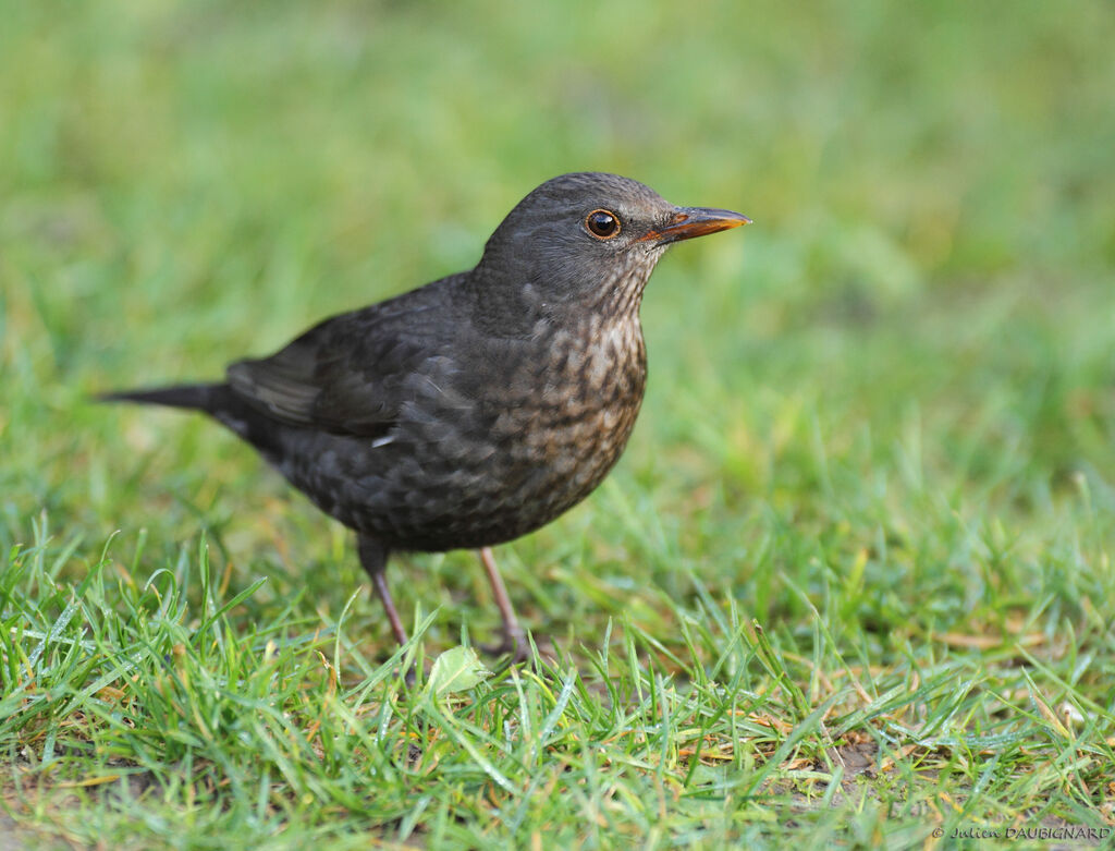 Common Blackbird female, identification