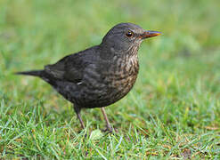 Common Blackbird