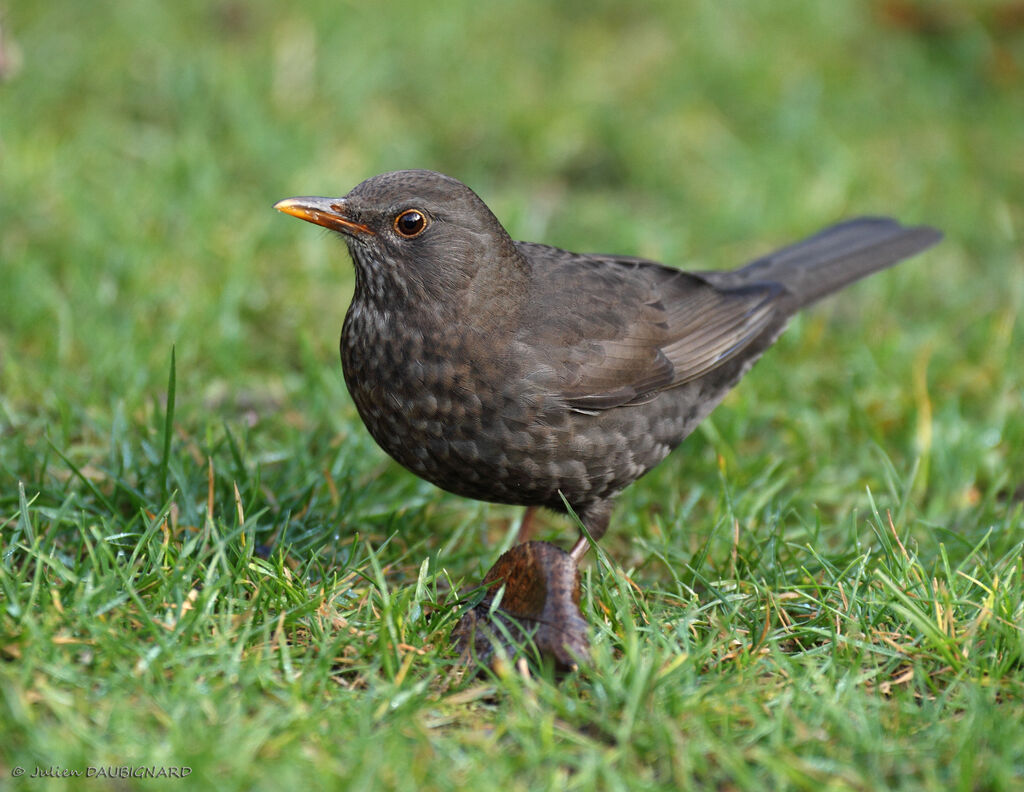 Common Blackbird female, identification