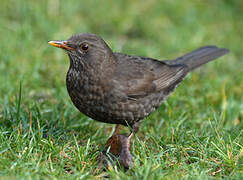 Common Blackbird