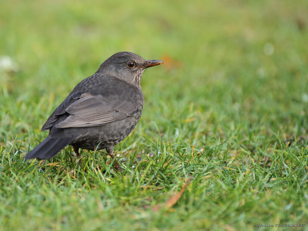 Common Blackbird female, identification