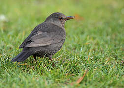 Common Blackbird