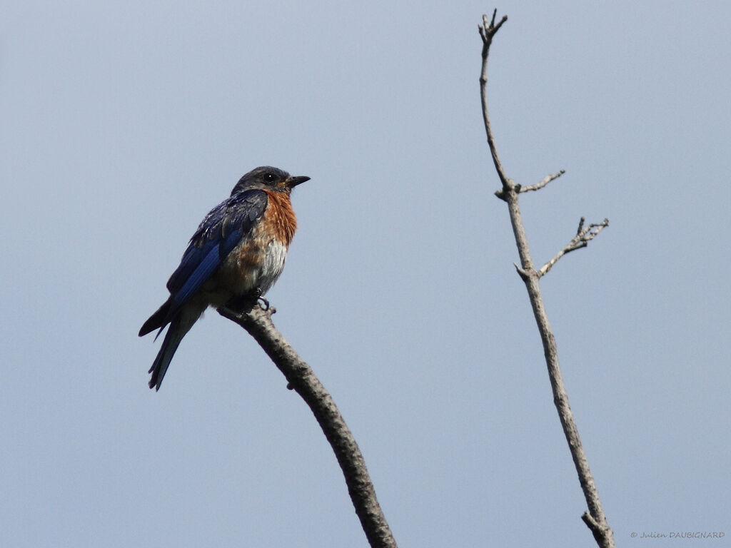 Eastern Bluebirdadult, identification