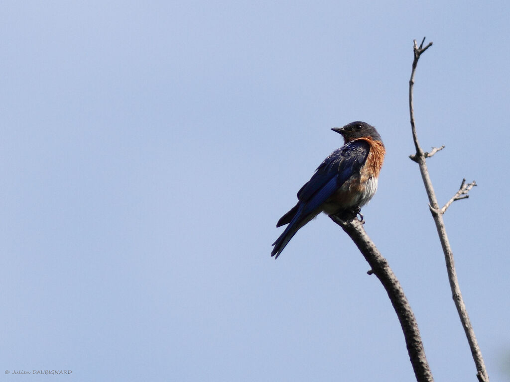 Eastern Bluebirdadult, identification