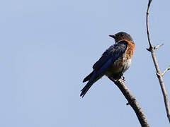 Eastern Bluebird