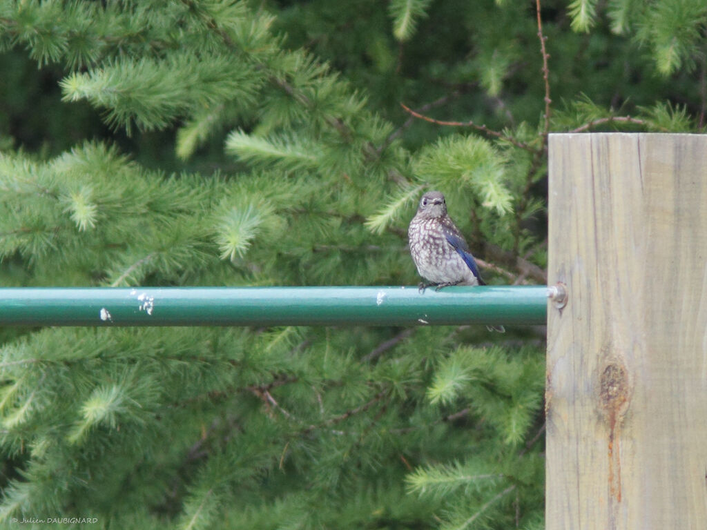 Eastern Bluebirdjuvenile